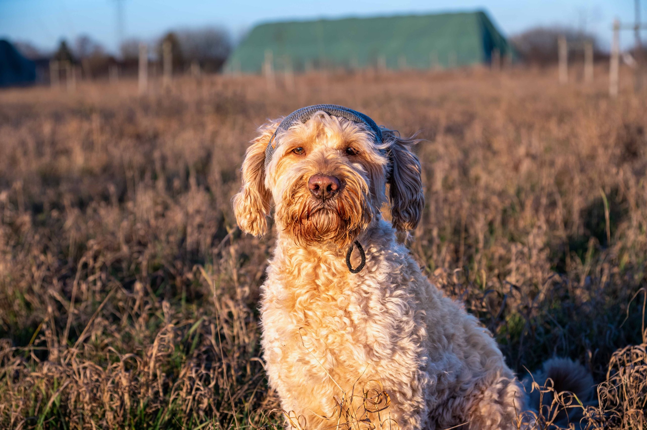 Pfoten-Fotos Hundefotografie in Augsburg Gessertshausen und Umgebung Beispielfoto Die Gassierunde - Empfehlung als meistgebuchtes Paket