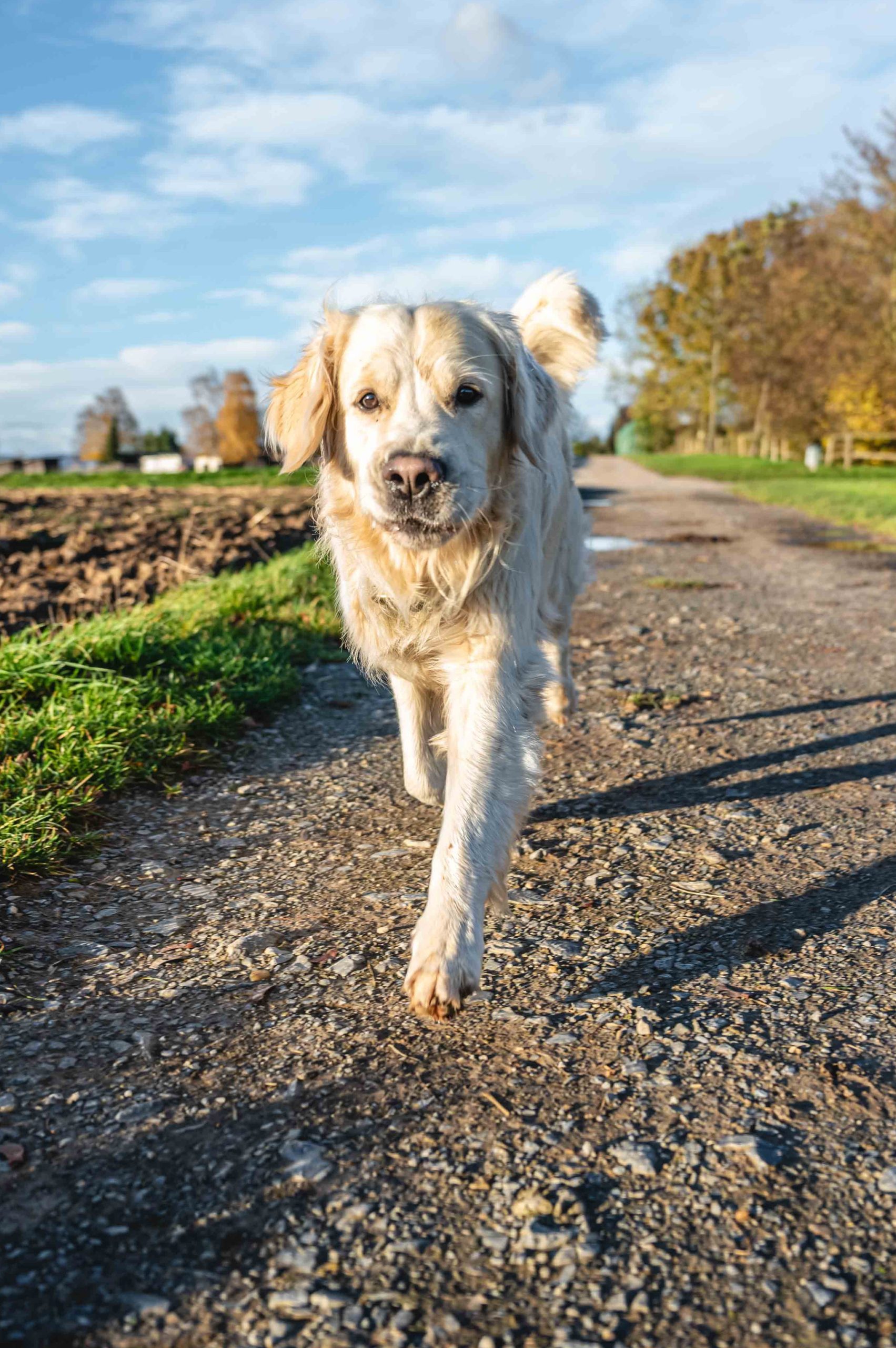 Pfoten-Fotos Hundefotografie in Augsburg Gessertshausen und Umgebung Beispielfoto Der Schnappschuss kleines Paket für den kleinen Geldbeutel ab 89€