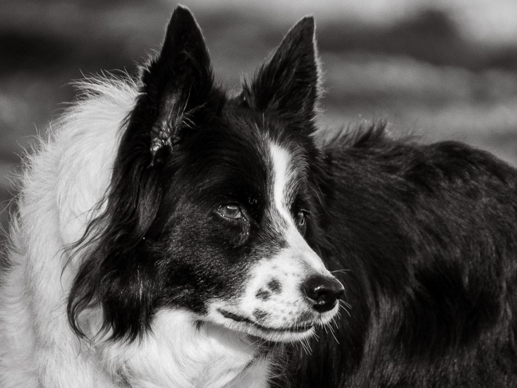 Pfoten-Fotos Hundefotografie in Augsburg Gessertshausen und Umgebung Beispielfoto Regenbogenshooting für alte Hunde die kurz vor ihrem Lebensende stehen, schwer krank sind oder eingeschläfert werden müssen.