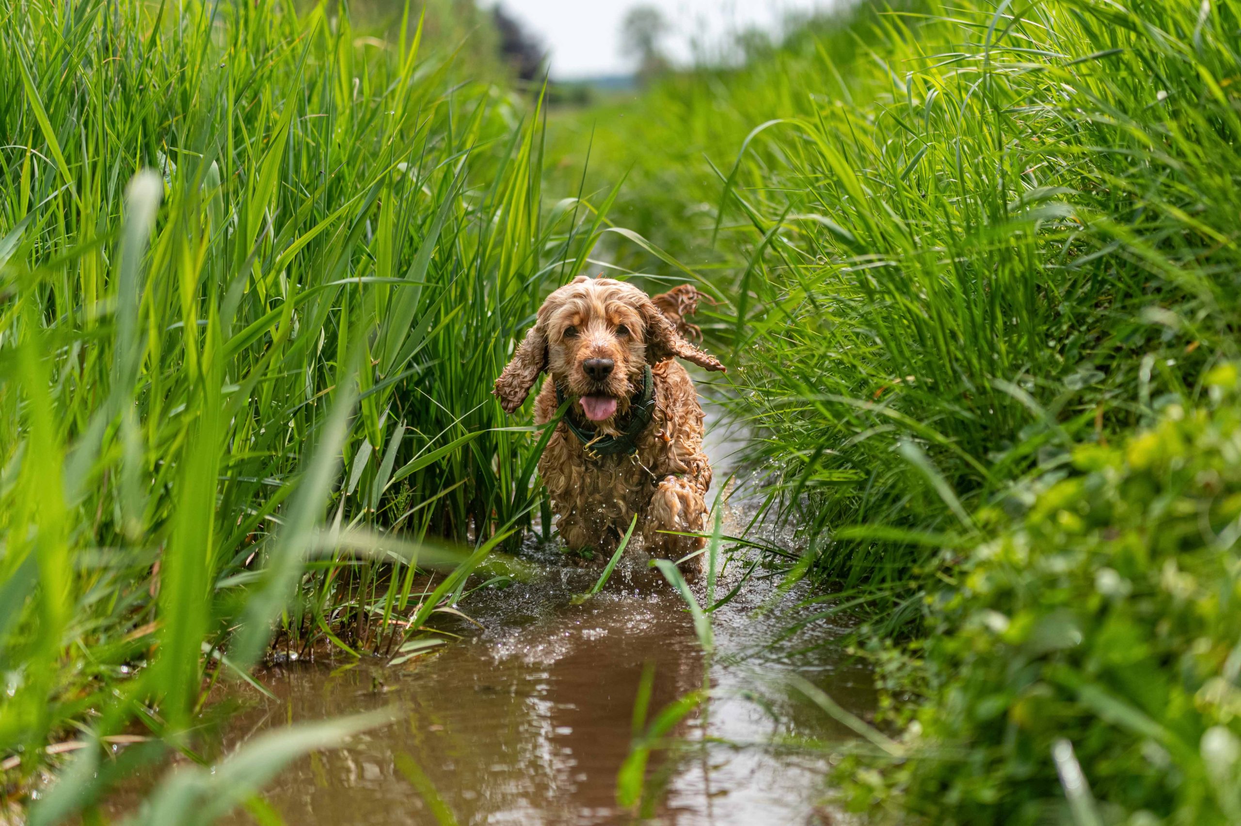 Beispielbild Langer Spaziergang Foto Paket Hund im Wasser bei Hundefotografie Augsburg und Umgebung